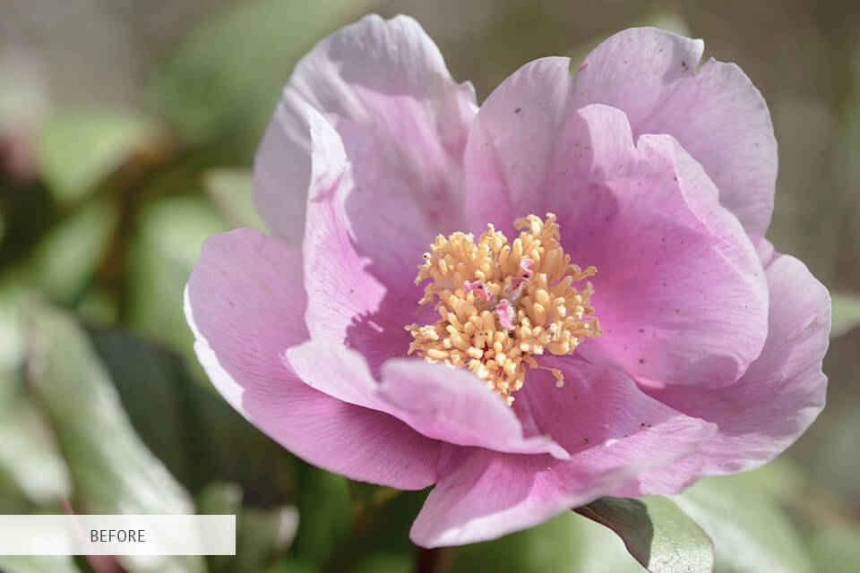 macro images editing 