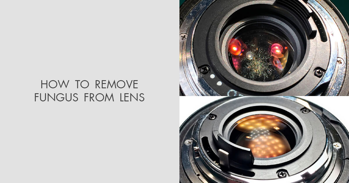 How to Remove Fungus from Lens Cheap Way