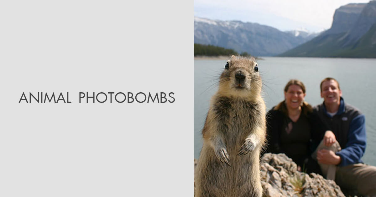 best animal photobombs