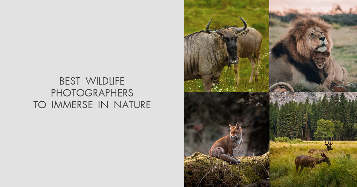 15 Best Wildlife Photographers You Should Follow in 2023