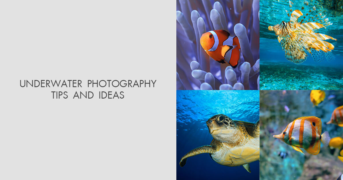 Underwater Photography Tips and Ideas Ultimate Guide
