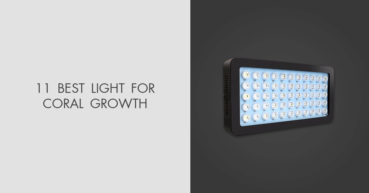 11 Best Lights For Coral Growth in 2023
