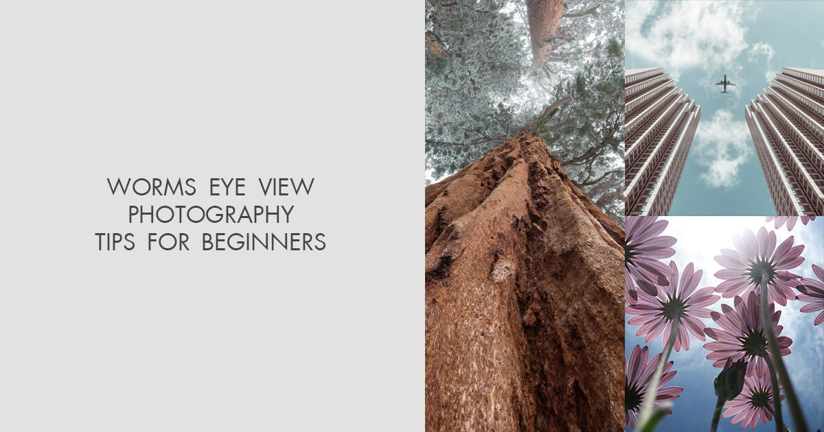 15 Worms Eye View Photography Tips & Ideas for Beginners