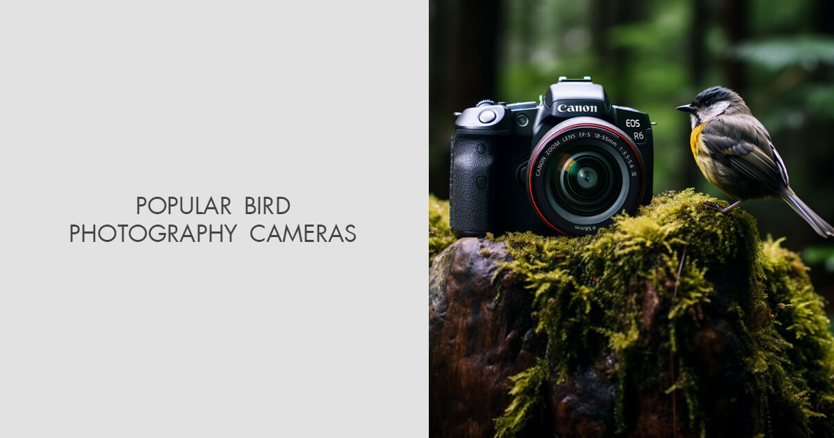 8 Best Bird Photography Cameras in 2024