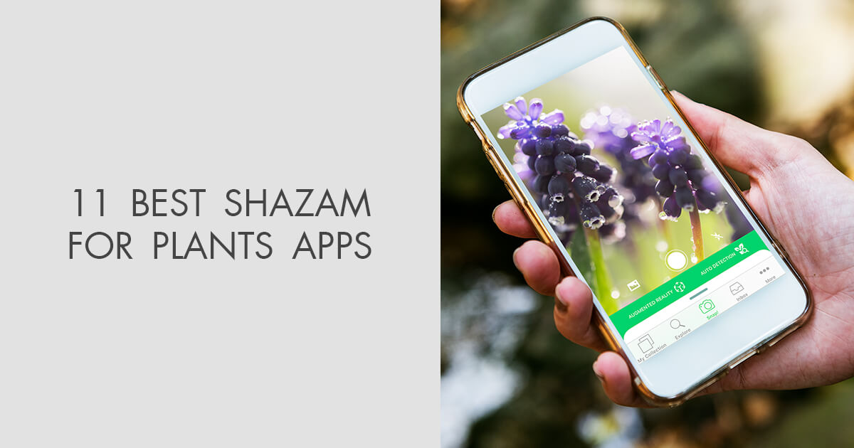 Shazam For Plants