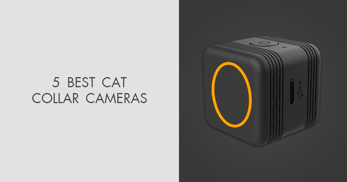 5 Best Cat Collar Cameras in 2024