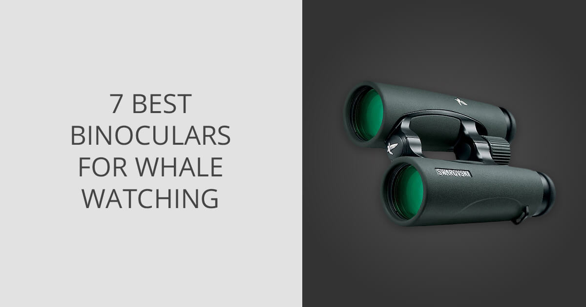 7 Best Binoculars for Whale Watching in 2024 7 Best Binoculars for Whale Watching in 2024