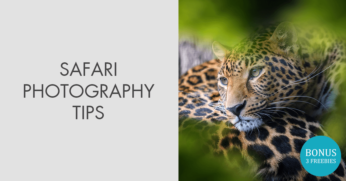 African Safari Photography Equipment