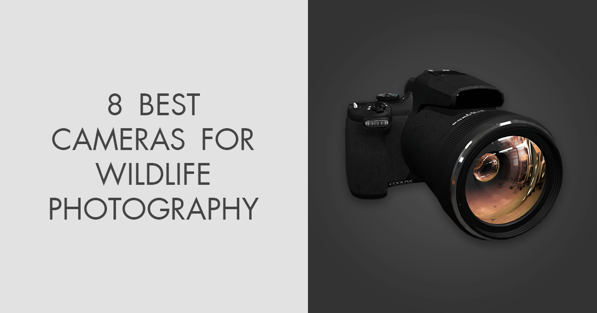 8 Best Cameras for Wildlife Photography in 2023
