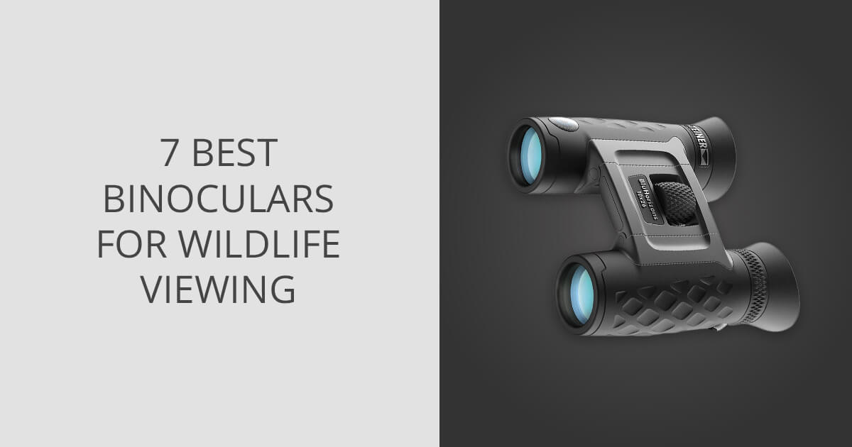 7 Best Binoculars for Wildlife Viewing in 2024