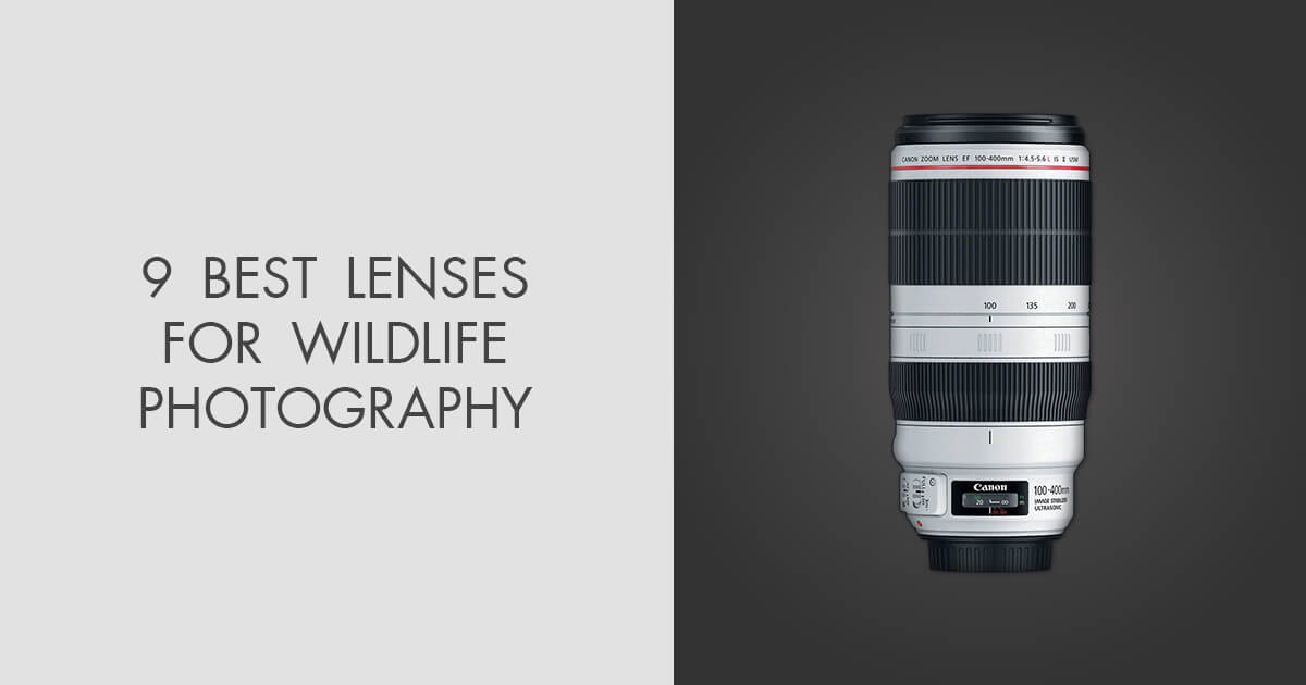 9 Best Lenses for Wildlife Photography in 2024