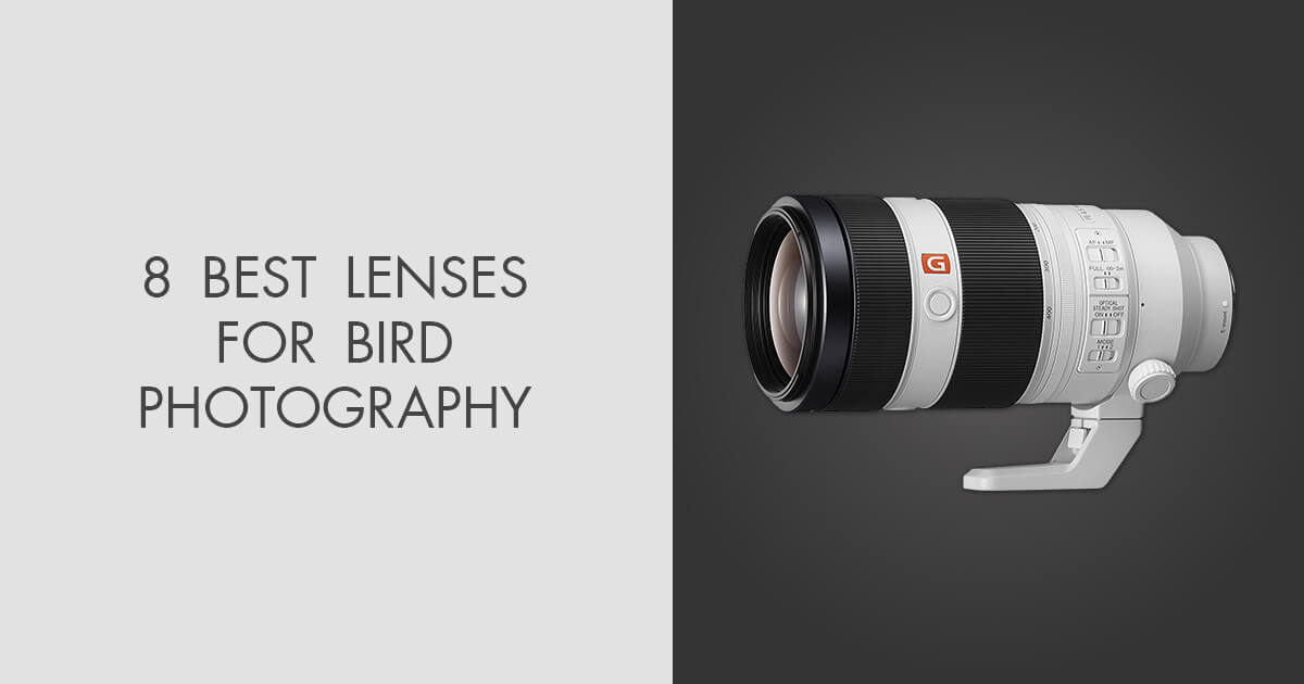 7 Best Lenses for Bird Photography in 2024