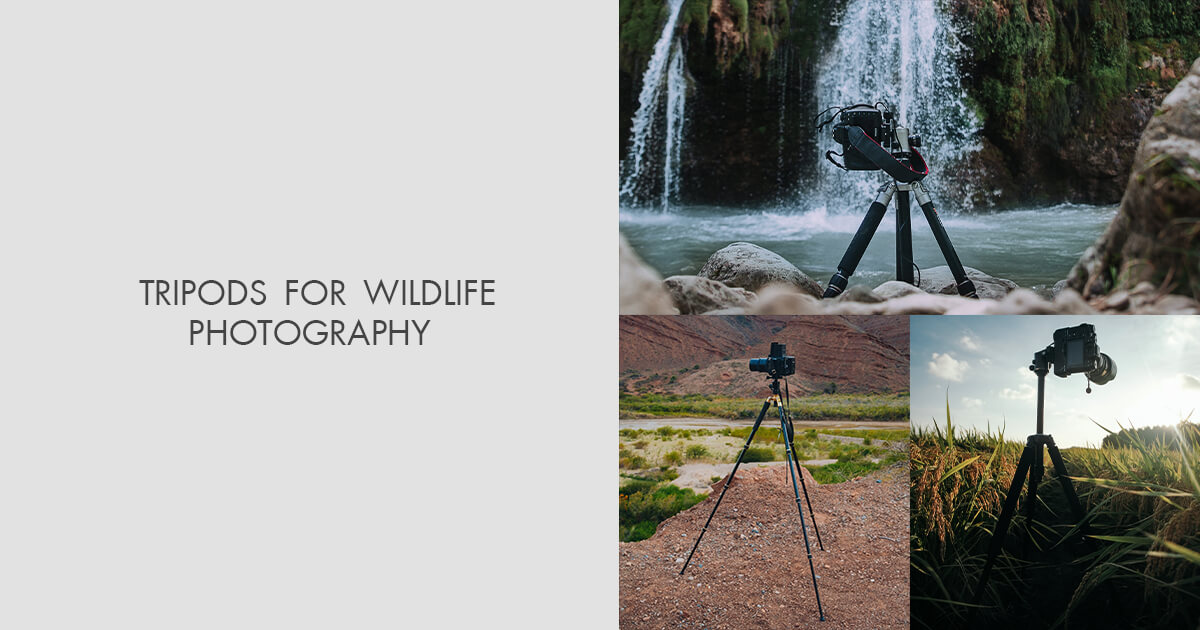 7 Best Tripods For Wildlife Photography To Buy In 2025