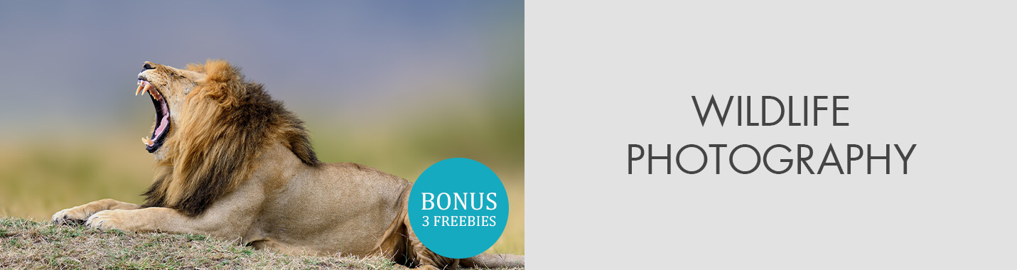 19 Wildlife Photography Tips & Techniques