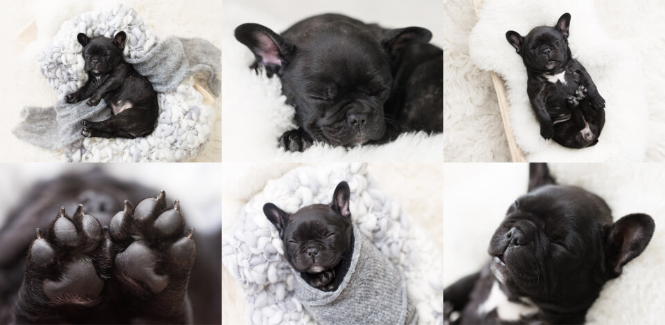 17 Creative Puppy Photo Shoot Ideas to Try