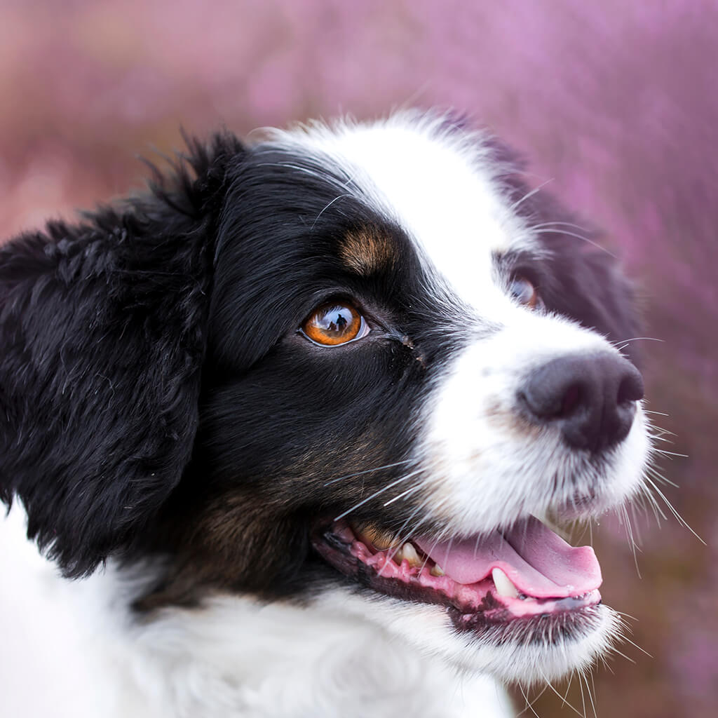 how do you photograph dog portraits