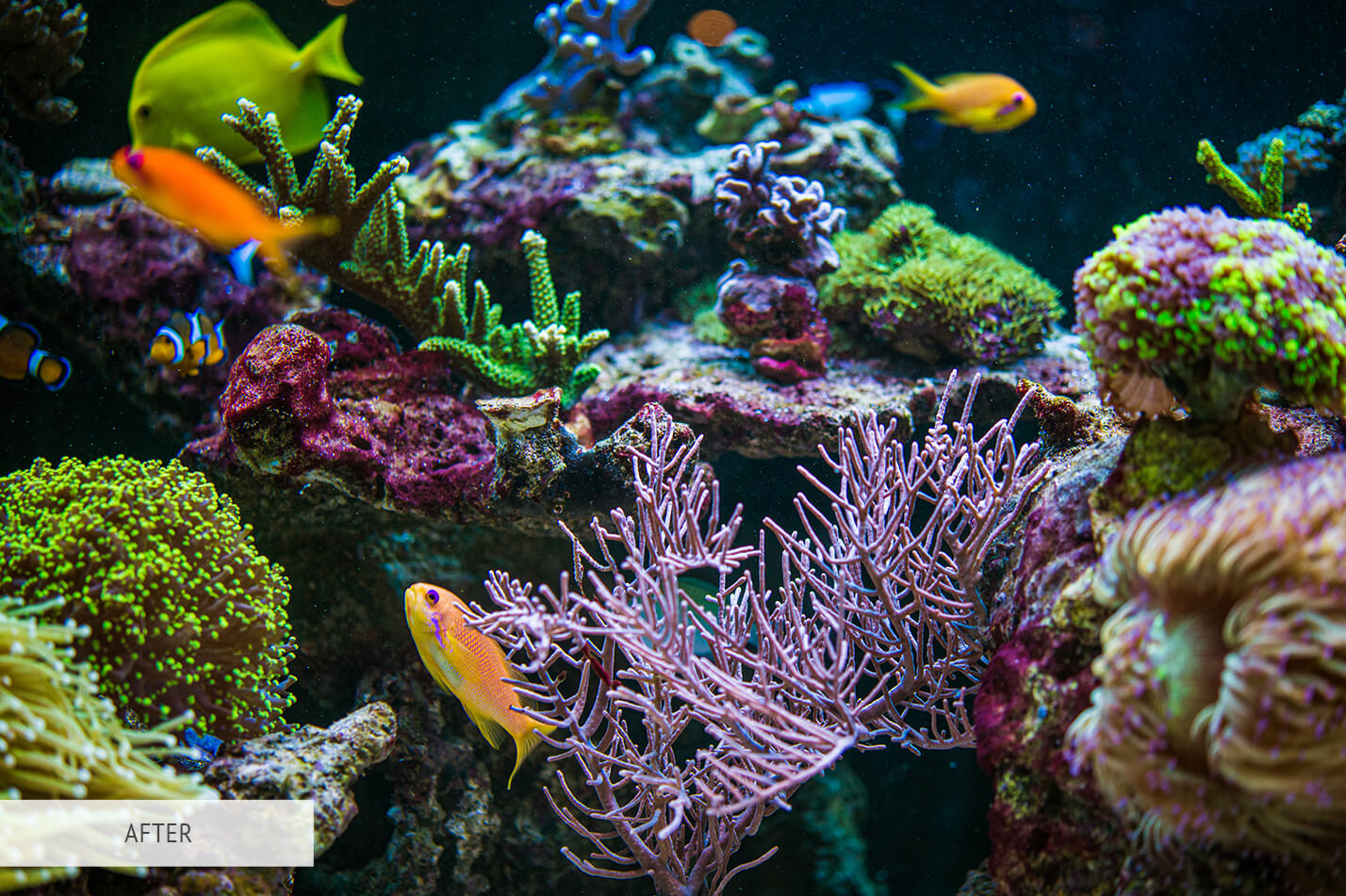 Underwater Photography Lightroom Presets